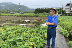 金山六股裏首批甘藷收成差 颱風帶雨反助生長