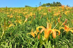 前兩年受地震風災影響 花蓮金針花季將開跑邀遊客賞花