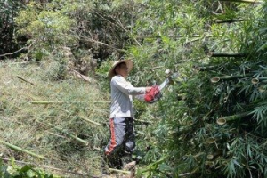 平溪番子坑古道颱風受損嚴重 裏長、志工復原環境