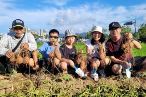 金山甘藷正盛產 千人夜間星光焢窯活動8日開放報名