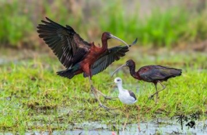 少見過境鳥「流蘇鷸」現身台南 鳥友憂成群遊蕩犬騷擾