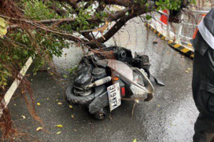 上班時段大雨！高雄鳳山路樹倒塌 砸傷路過機車女騎士