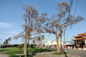 影／「焚風」殺樹？台東海濱公園50棵樹瀕死