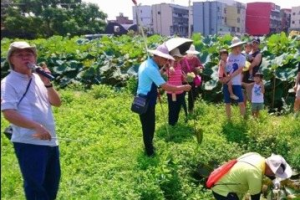 桃園觀音蓮花休區25日前假日活動多 適合深度、小旅遊