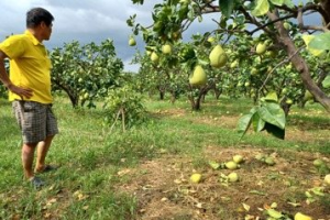 風災申報App之亂 雲林基層累壞