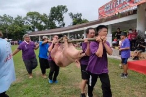 影／台東阿美族豐年祭辦抓豬 東港鎮長打趣：還是習慣抓魚