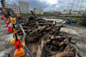 南投市砍路樹 社區民意分歧