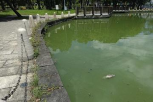 北市大湖公園水池綠油油飄惡臭 優養化、藻華現象嚴重