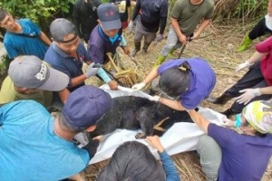 通報並協助搶救台灣黑熊 卑南13部落族人獲獎勵金