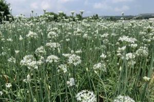 網美景點快拍 桃園「9月雪」韭菜花季超浪漫