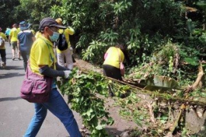 捍衛本土植物 新北從林口開始終結外來種小花蔓澤蘭