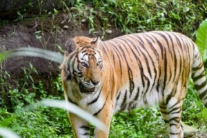 遷園逾40年…北市動物園動物邁高齡化 本月3隻動物離世