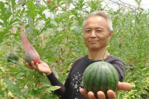 棄工從農離地栽培瓜果 楊志宏為國人飲食習慣種「巴掌瓜」