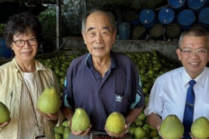 新北市文旦柚評鑑競賽 淡水柚農獲頭等獎甜柚王