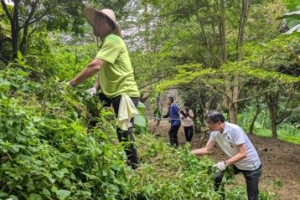 新北4區動起來清小花蔓澤蘭 移除超過2300公斤