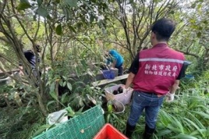 獨／淡水廢棄苗圃被通報棄養 竟藏269隻保育類食蛇龜、柴棺龜