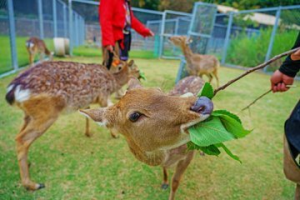 中秋假嘉縣推親子同遊景點 玩水泥DIY、梅花鹿互動、奔跑大草原