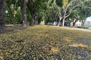 彰化台灣欒樹綠色隧道月底可望滿開 寫生比賽預約報名中