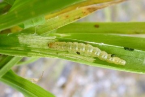 雲嘉南水稻產區發現捲葉蟲侵害 農改場籲留意防治