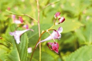 南投台大梅峰農場 3特有種鳳仙花競艷