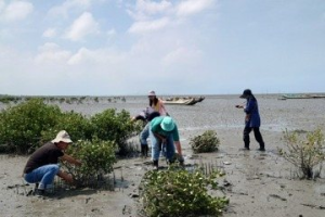 影／剷除外來種妙招！生態廚師搶救彰化濕地 開發海茄苳15種喫法