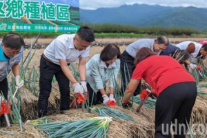 宜蘭搶救三星蔥移地育苗初現成果　4.5公噸健康種苗返鄉