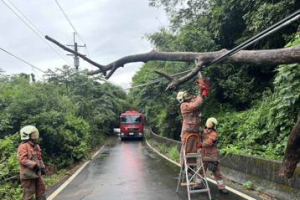 新竹強降雨樹倒多 消防員淪鋸樹班