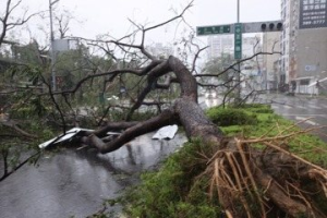 山陀兒強風吹垮高雄逾1800棵路樹 橫躺道路如樹的墳場