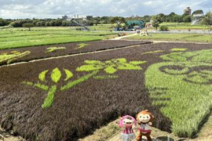 桃園1000坪「彩稻國旗」現身！空拍角度超壯觀