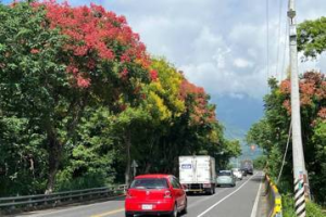 台灣欒樹秋天轉紅 台東公路成取景桌布