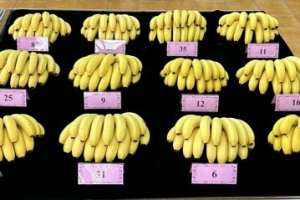 山陀兒颱風香蕉受損6500萬元最嚴重 明年產量才能恢復