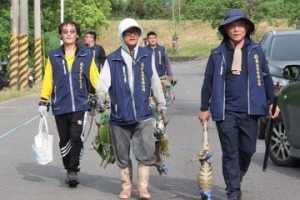 綠鬣蜥移除數量逐年升屏東縣佔五成 以巢區清零為目標