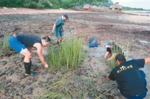 互花米草入侵金門海岸線 民團批「愈清愈糟糕」白花錢