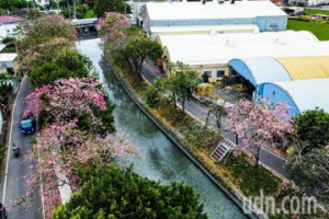 影／彰化北鬥河濱公園美人樹入秋盛開 宛如粉紅色花毯