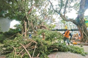 北市路樹倒塌2632件 焚化爐塞爆