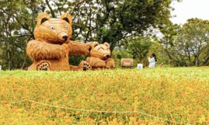 康芮颱風大雨襲擊 關渡花海目前僅開5成