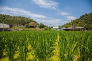 南投埔裏水源地建掩埋場 農民憂汙染茭白筍田