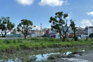 屏東市和生市地重劃區3棵50年老樟樹移植 挺過3颱延續居民回憶