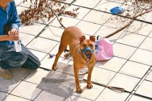 曾咬死人比特犬「尖石」關了1132天 戴嘴套出籠散步