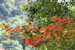 楓紅開玩 嘉縣推阿裏山賞楓探祕2日遊